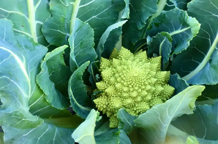 How To Grow Romanesco Cauliflower From Seeds